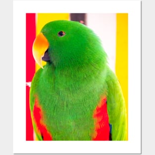 Male Eclectus Parrot (North East Australia) Posters and Art